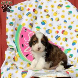 Fabian, Mini Bernedoodle Puppy